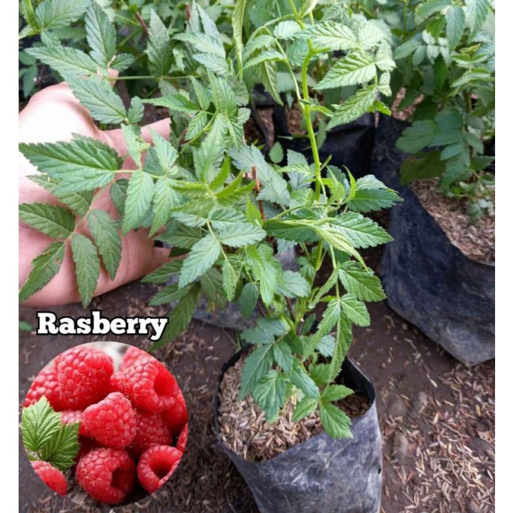 Jual Bibit Tanaman Buah Raspberry Merah Kondisi Rimbun Tanaman Berry ...