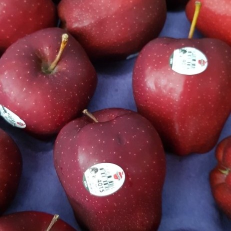Jual buah apel merah pasar online makassar | Shopee Indonesia