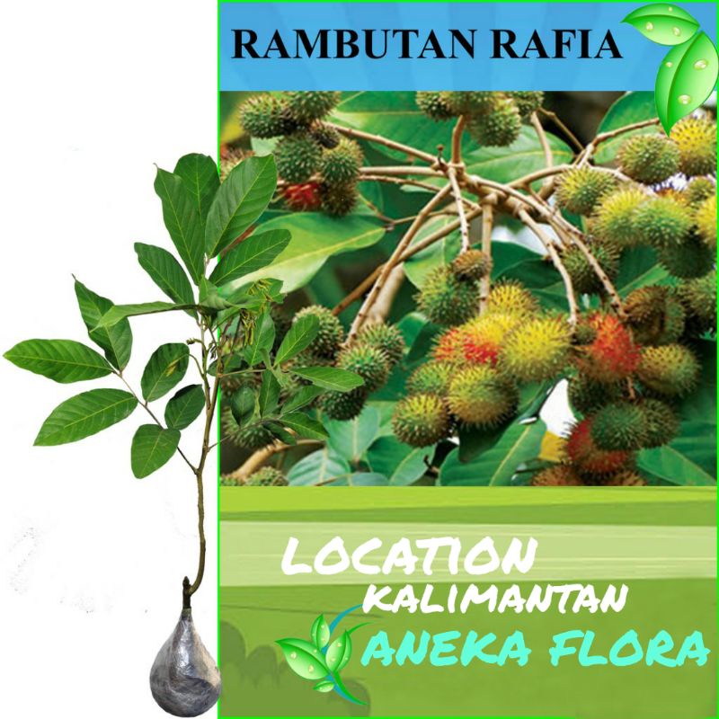 Jual Bibit rambutan rapiah (okulasi) ukuran 1 METER UP | Shopee Indonesia