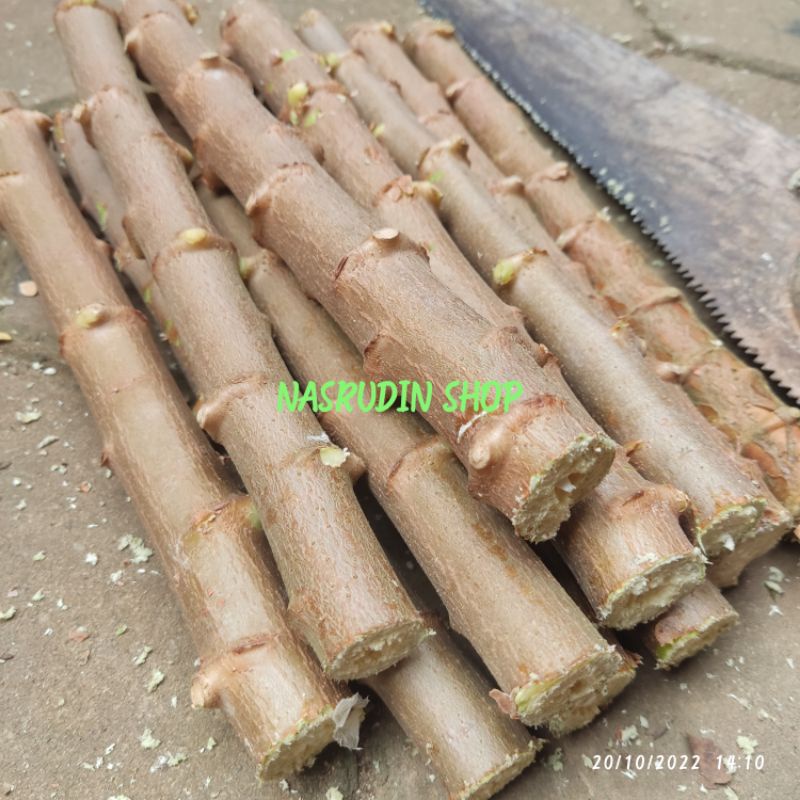 Jual Fresh Segar BIBIT SINGKONG MENTEGA KUNING 1KG ISI BANYAK (STEK ...