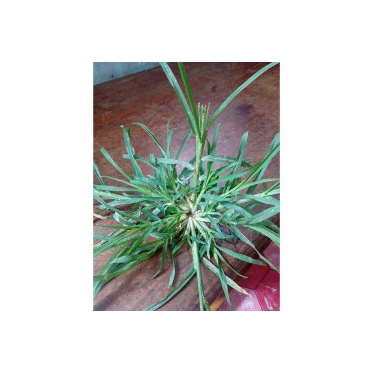 Jual Rumput belulang Eleusine indica 500gram fresh | Shopee Indonesia