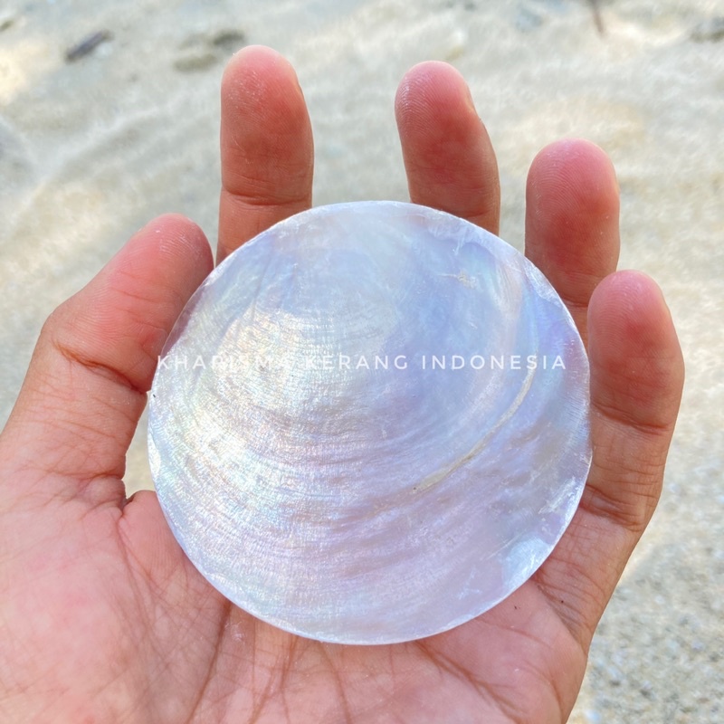 Jual Capiz Shell Round Shape 7cm Cangkang Kerang Capiz Capiz Shell ...