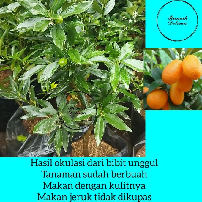 Jual Joss Bibit Pohon Jeruk Nagami Viral Shopee Indonesia