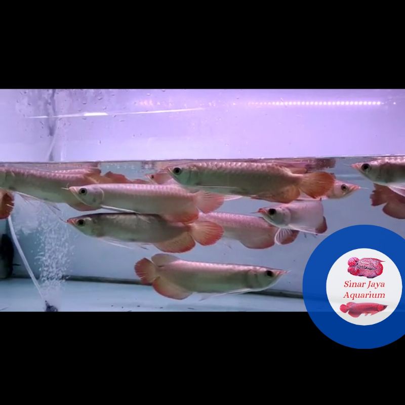 Jual Arwana Arowana Super Red 25 - 27 cm Pilihan / Sertifikat & Chip