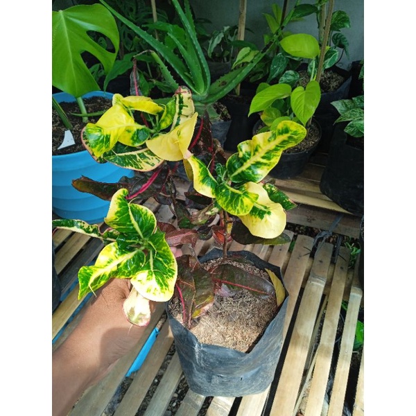 Jual tanaman hias puring Z | Shopee Indonesia