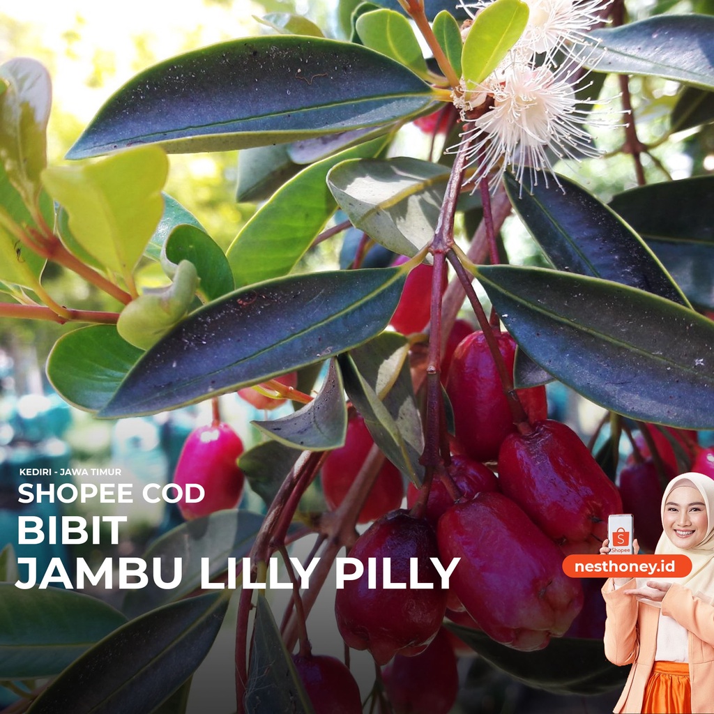 Jambu lilly deals