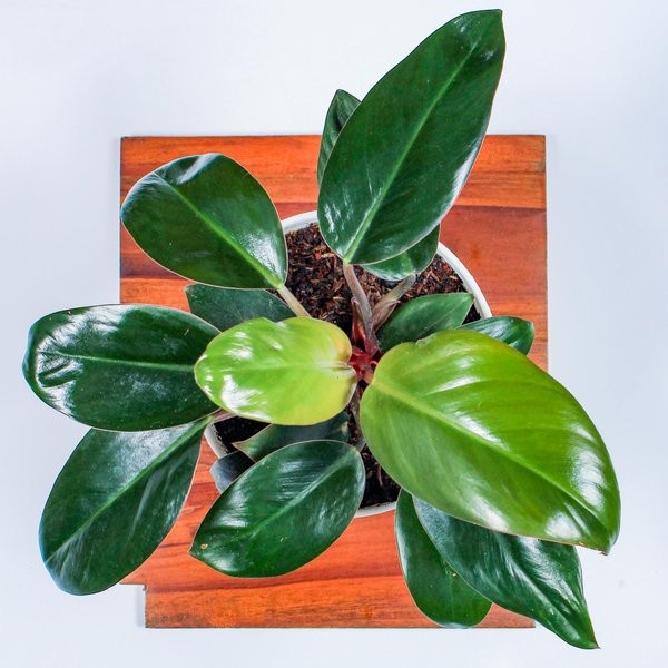Jual Tanaman Hias Philo Congo merah rimbun | Shopee Indonesia