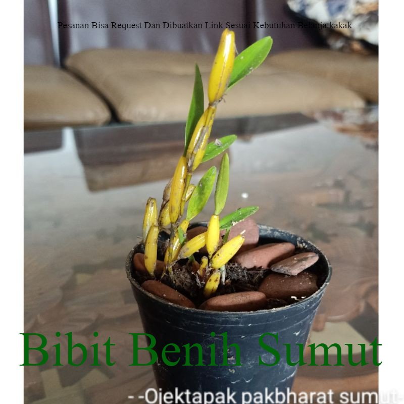 Jual Anggrek Unik Flickingeria Orchid Kuning Hutan Sumatera Outdoor ...