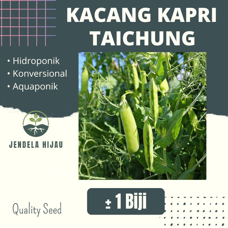 Jual Benih Kacang Kapri Taichung Known You Seed Bibit Tanaman Sayuran Repack Shopee Indonesia