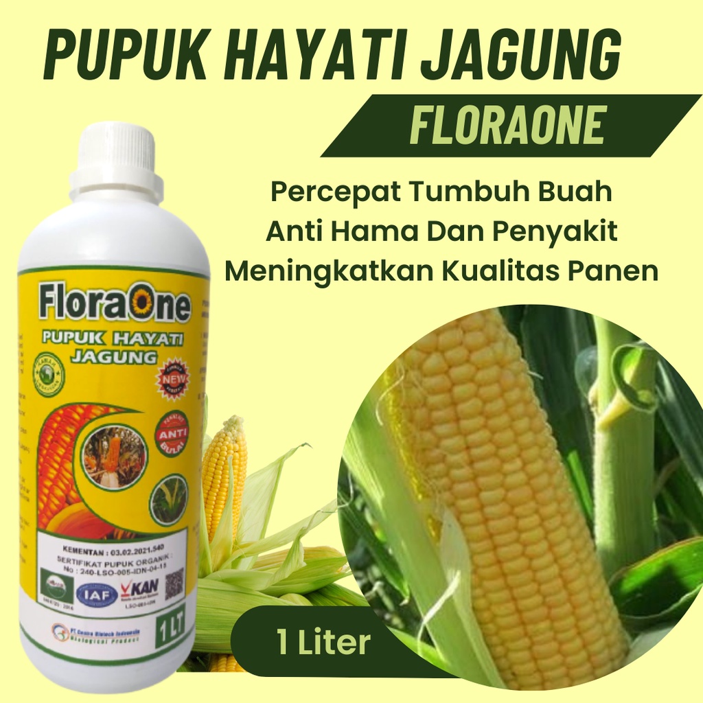 Jual Pupuk Jagung Hibrida, Pupuk Hayati Tanaman Jagung Cegah Penyakit ...