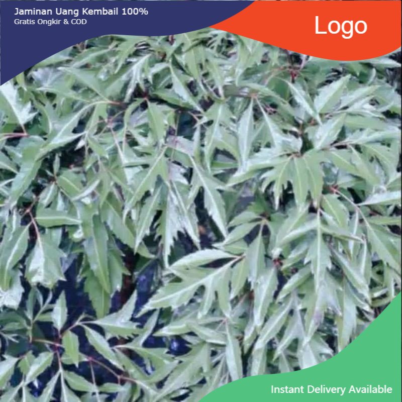 Jual Promo daun kenikir/raja midang segar netto 100 gram segar siap ...