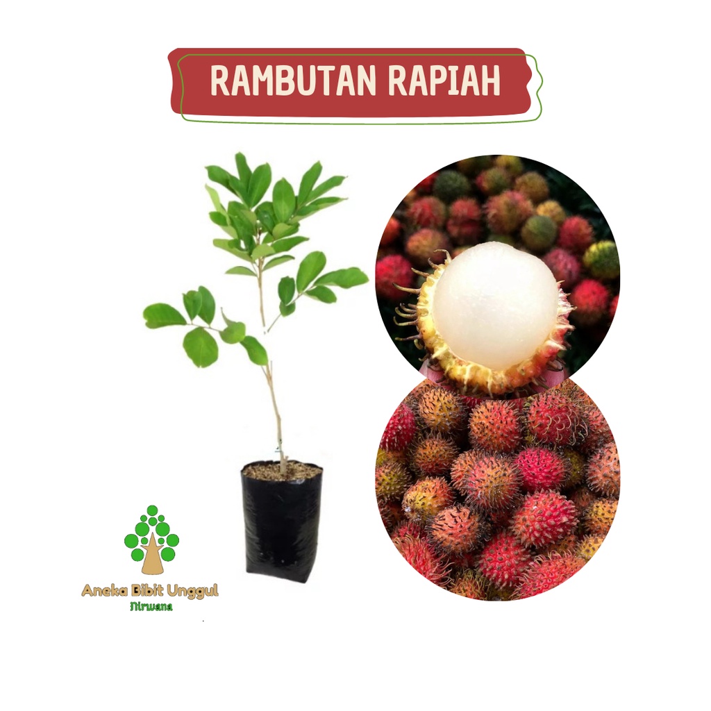 Jual BIBIT RAMBUTAN RAPIAH - RAMBUTAN RAPIAH - BIBIT RAMBUTAN ...