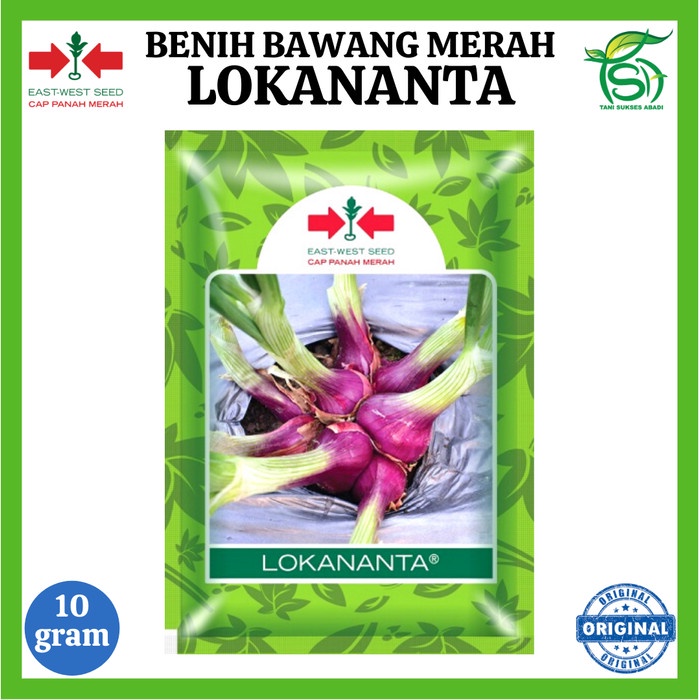 Jual Benih Bawang Merah Lokananta 10 Gram - Bibit Unggul Cap Panah ...