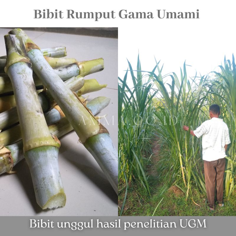 Jual Bibit Rumput Gama Umami 1kg Fresh Shopee Indonesia