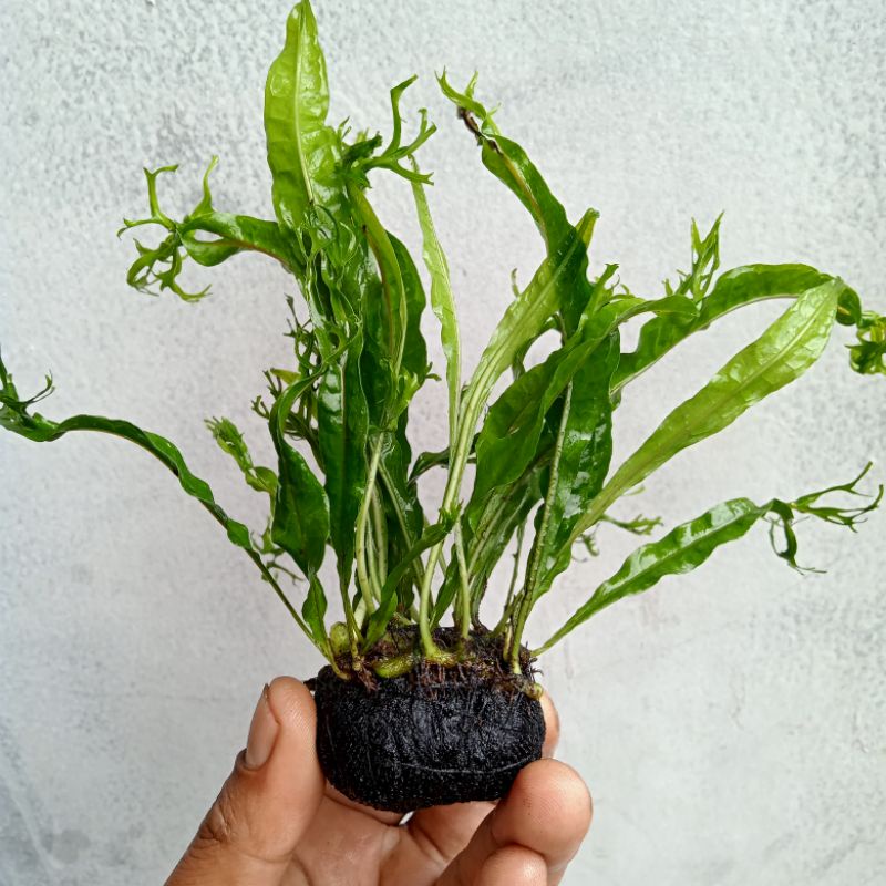 Jual Tanaman Aquascape Kadaka Windelov Media Wabikusa Shopee Indonesia