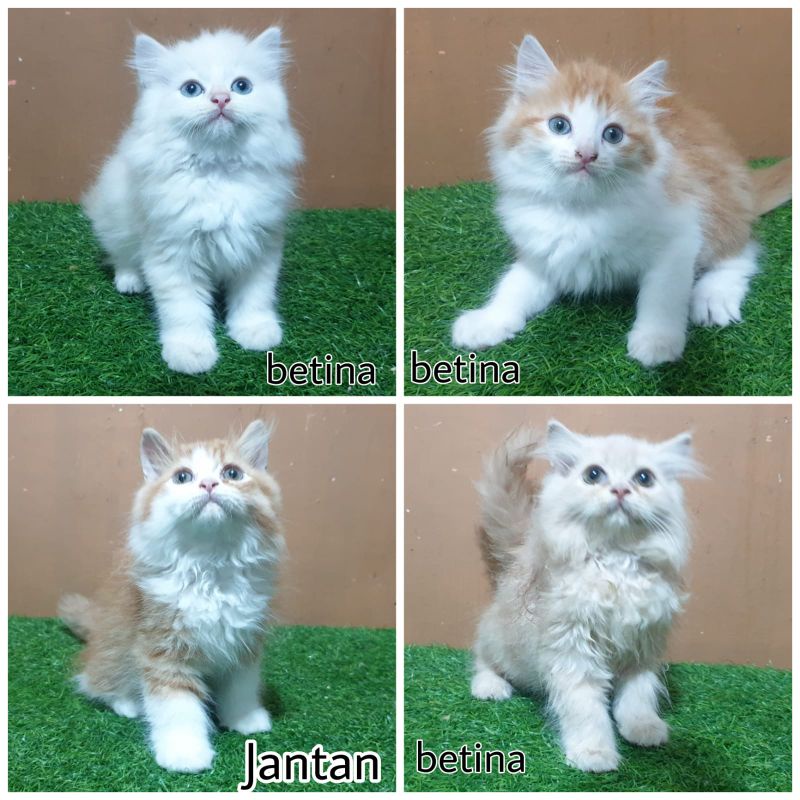 Jual kucing persia Harga Terbaik & Termurah April 2023 | Shopee Indonesia