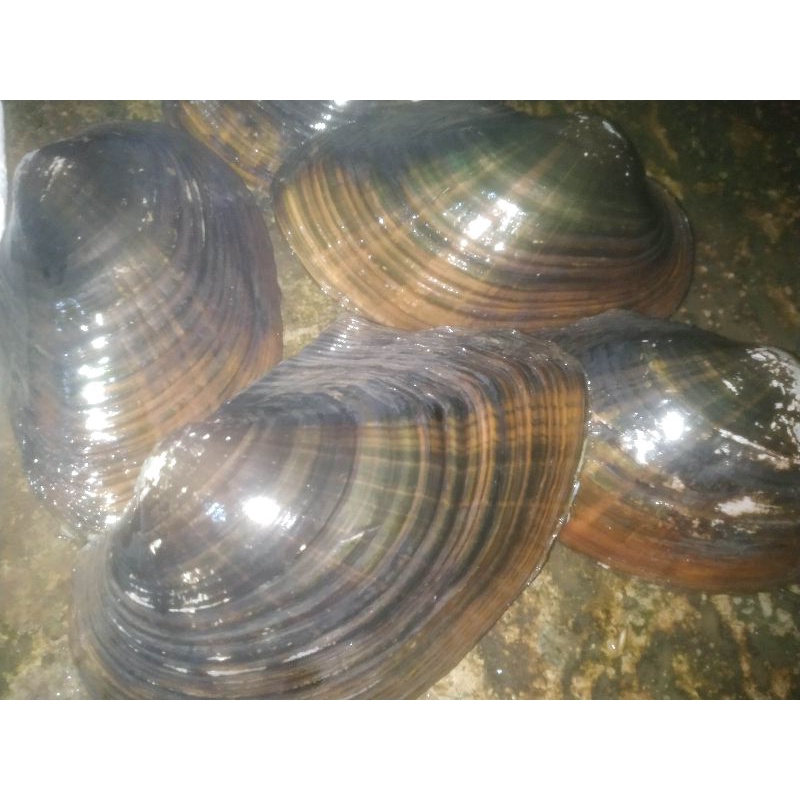 Jual Kijing Kerang Air Tawar 1/2 kg | Shopee Indonesia