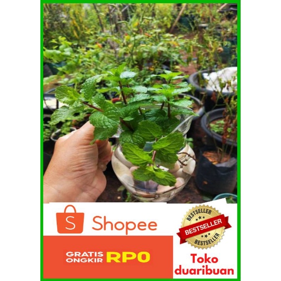 Jual Bibit Tanaman Daun Mint Beli Gratis Shopee Indonesia