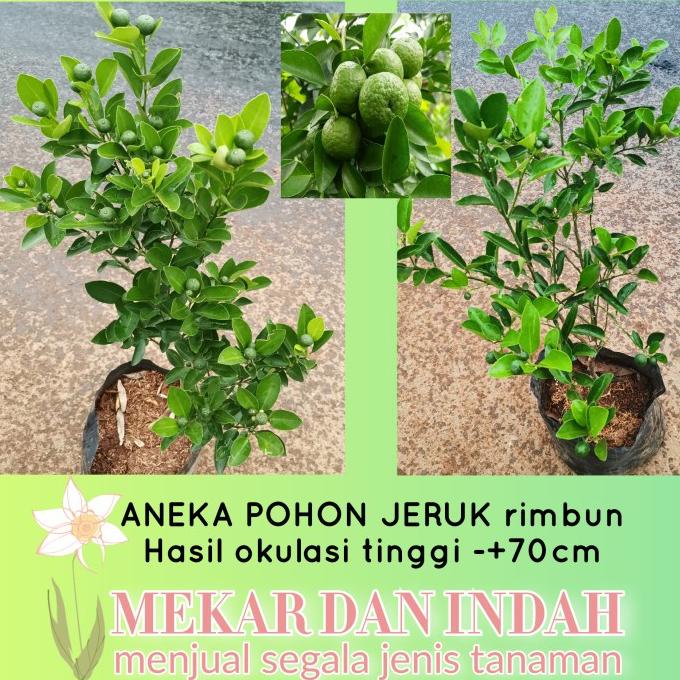 Jual Joss Bibit Pohon Jeruk Songkit Jeruk Kunci Super Jeruk Kip Peras