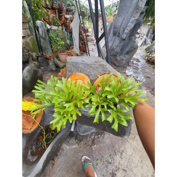 Jual Platycerium/simbar ridleyi | Shopee Indonesia