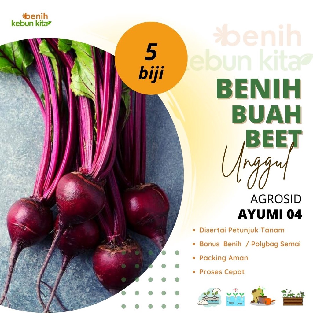 Jual Biji Benih Bibit Tanaman Buah Bit Beetroot Unggul Berkualitas