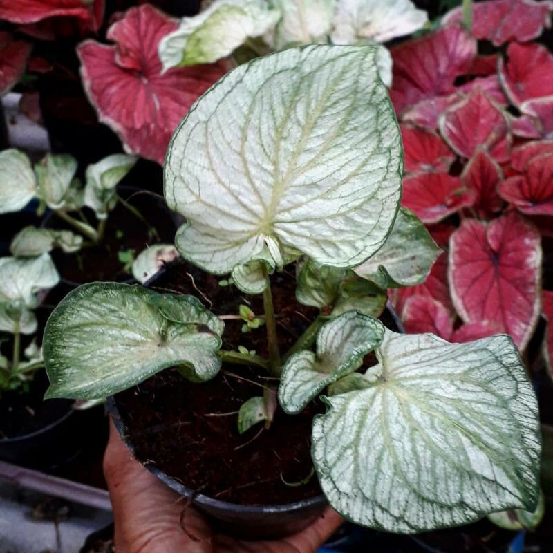 Jual Tanaman Hias Caladium/ Tanaman Red Pickok/ Tanaman Murah Meriah ...