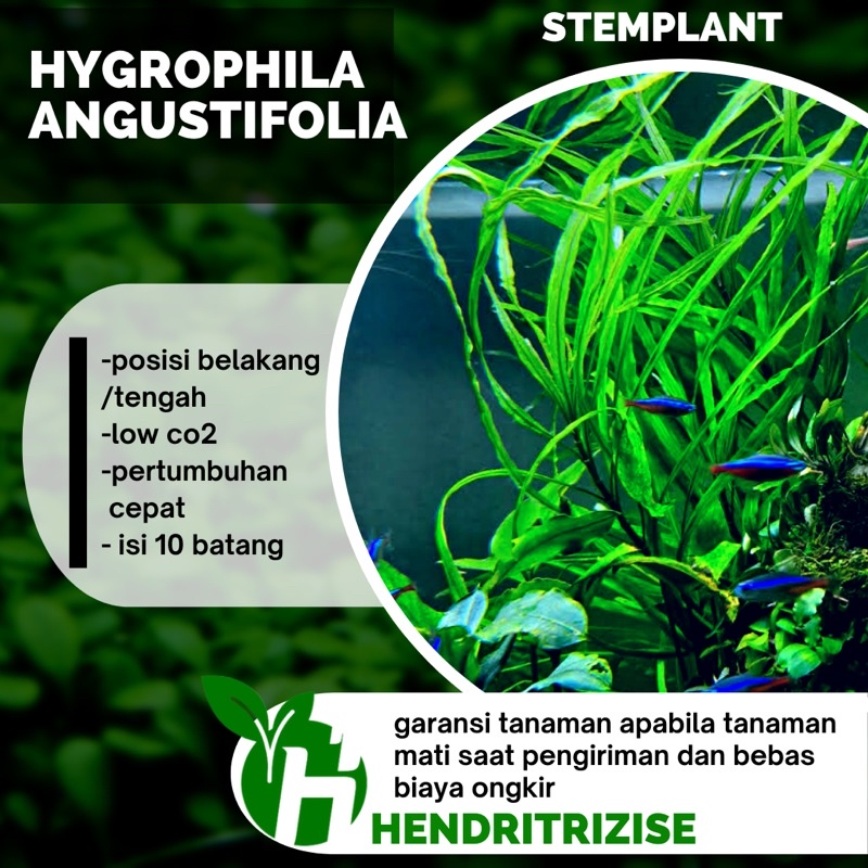 Jual Hygrophila Angustifolia Tanaman Aquascape low co2 Tumbuhan