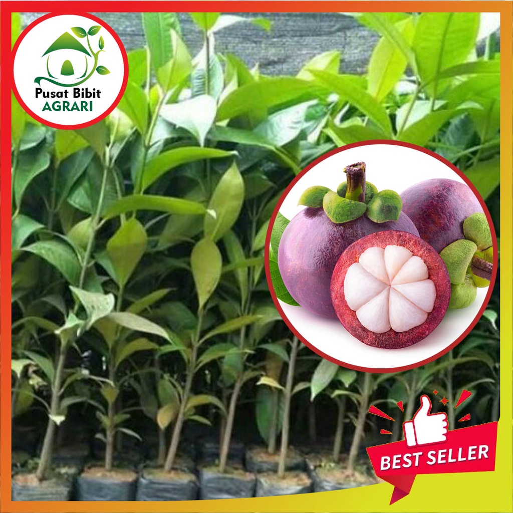 Bibit Manggis Asli Tanaman Buah Hasil Okulasi Super Unggul Tabulampot Duren Pusat Bibit Agrari