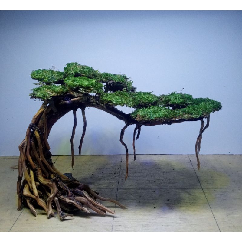 Jual bonsai aquascape aquarium akar kayu rasamala model miring bonus