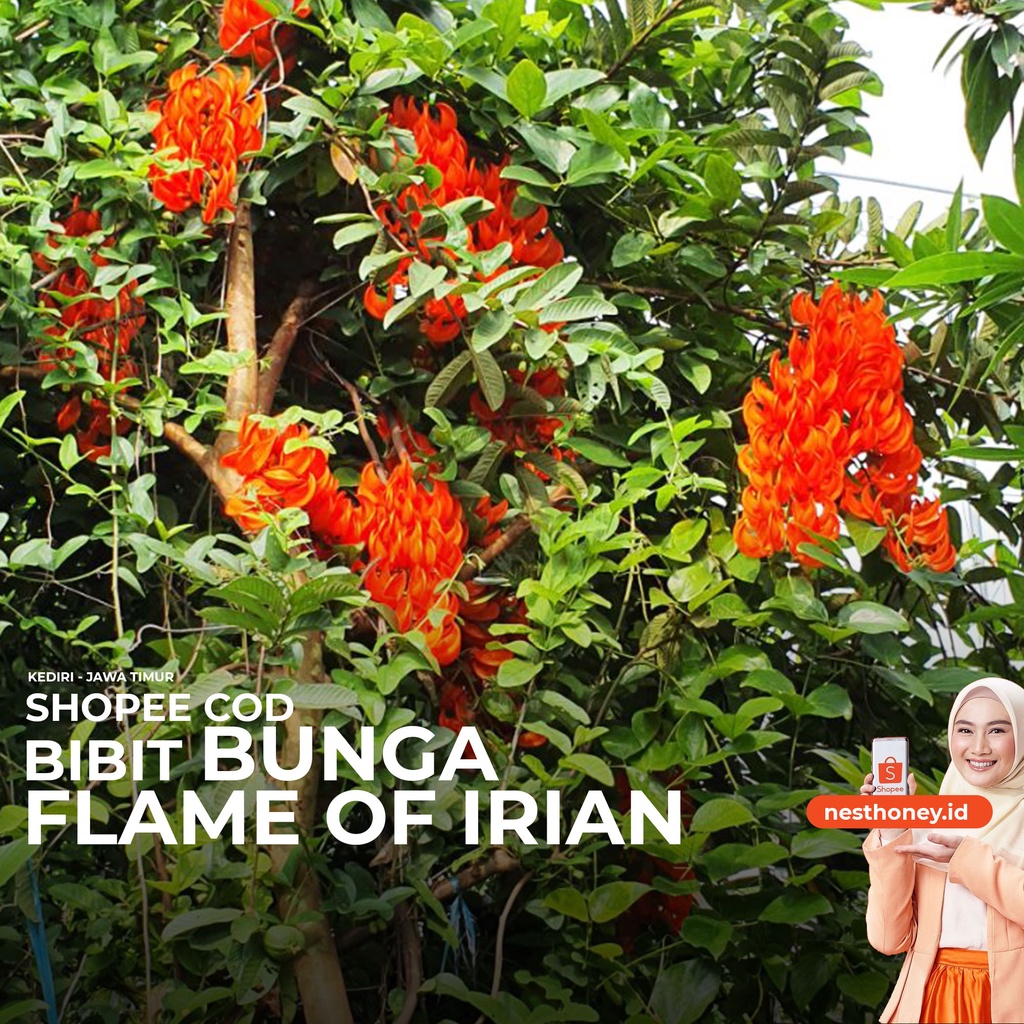Jual Flame of Irian Bunga Kuku Macan atau Red Jade Vine | Shopee Indonesia