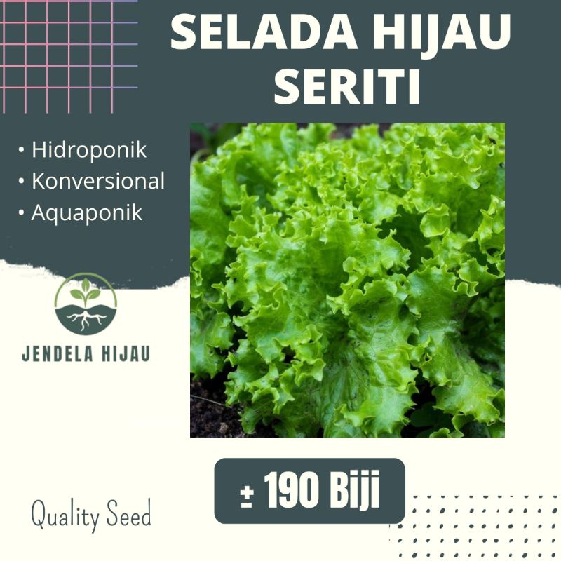 Jual Benih Selada Hijau Seriti Bibit Tanaman Sayuran Repack Shopee Indonesia