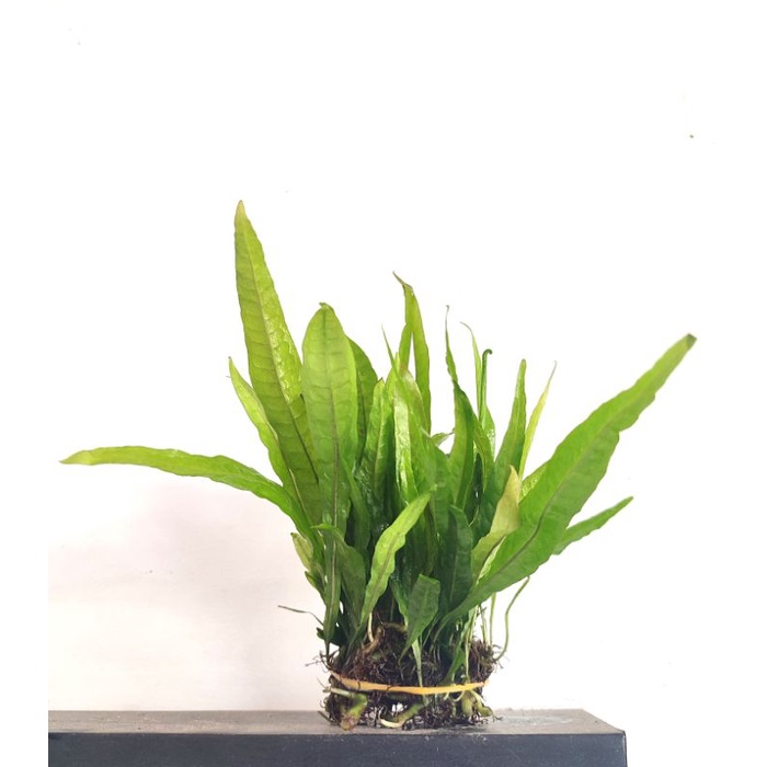 Jual Kadaka Java fern tanaman Aquascape. | Shopee Indonesia