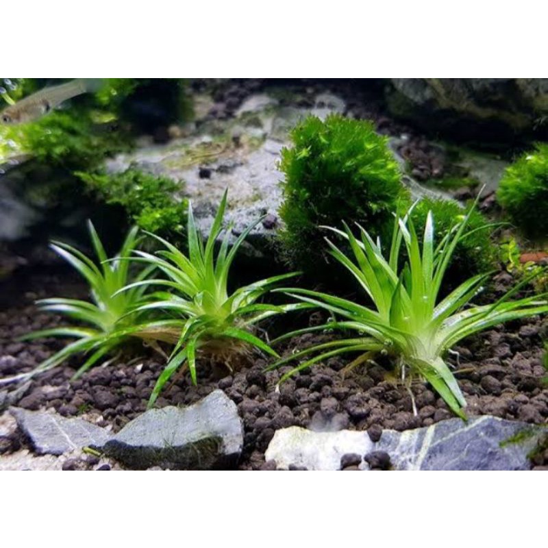 Jual eriocaulon parkeri tanaman air aquascape paludarium ovarium ...