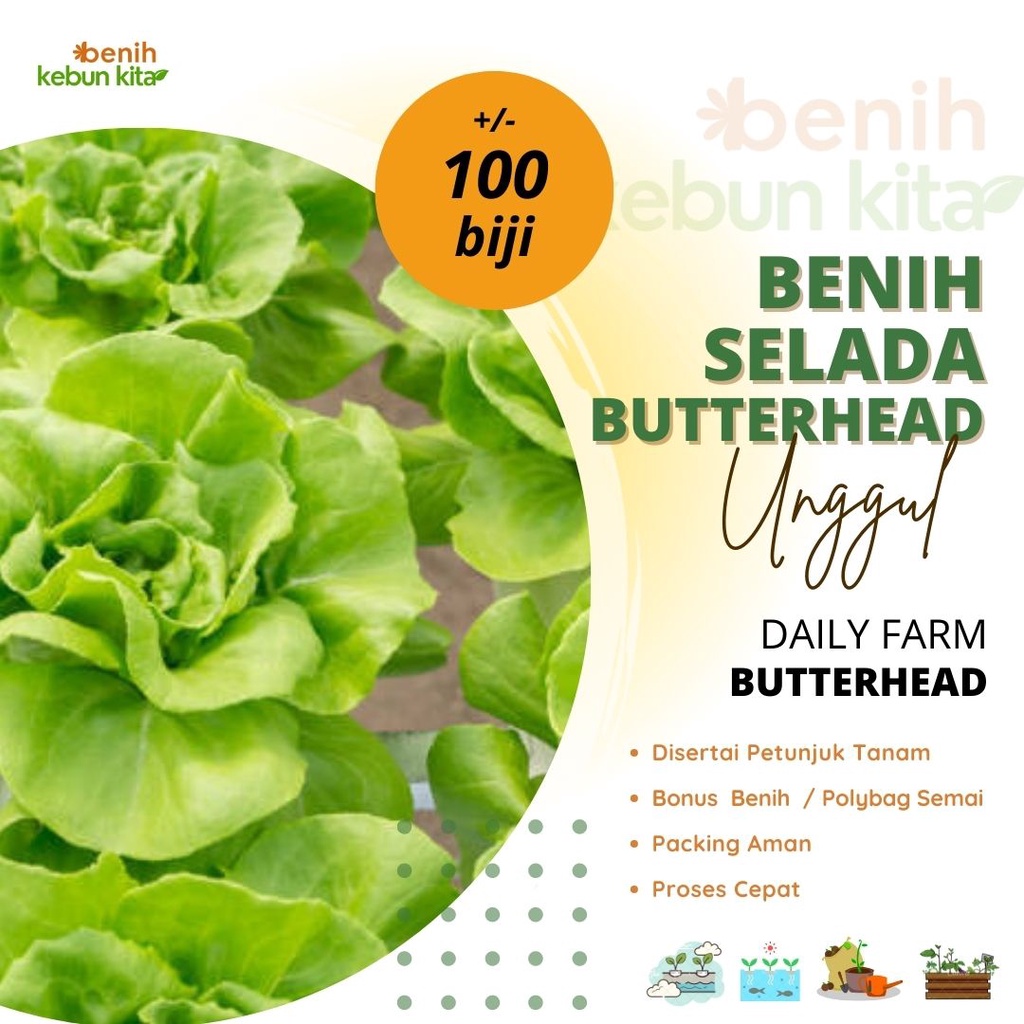 Jual 100 Benih Sayuran Selada Butterhead Bibit Tanaman Sayuran Lettuce Cream Butterhead Unggul