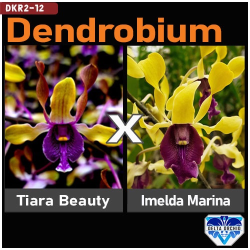 Jual Remaja Anggrek Dendrobium Tiara Beauty X Imelda Marina Masagung