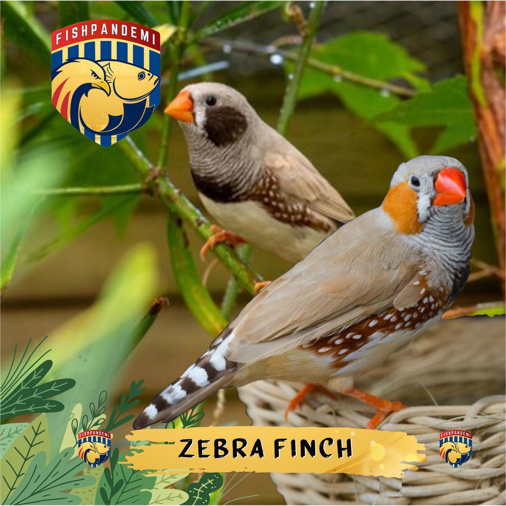 Jual Zebra Finch Aussy Jantan dan Betina/Zebra Finch Import (Medium ...