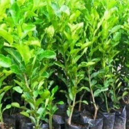 Jual joss Bibit Pohon Jeruk Purut-Pohon Jeruk Purut viral | Shopee