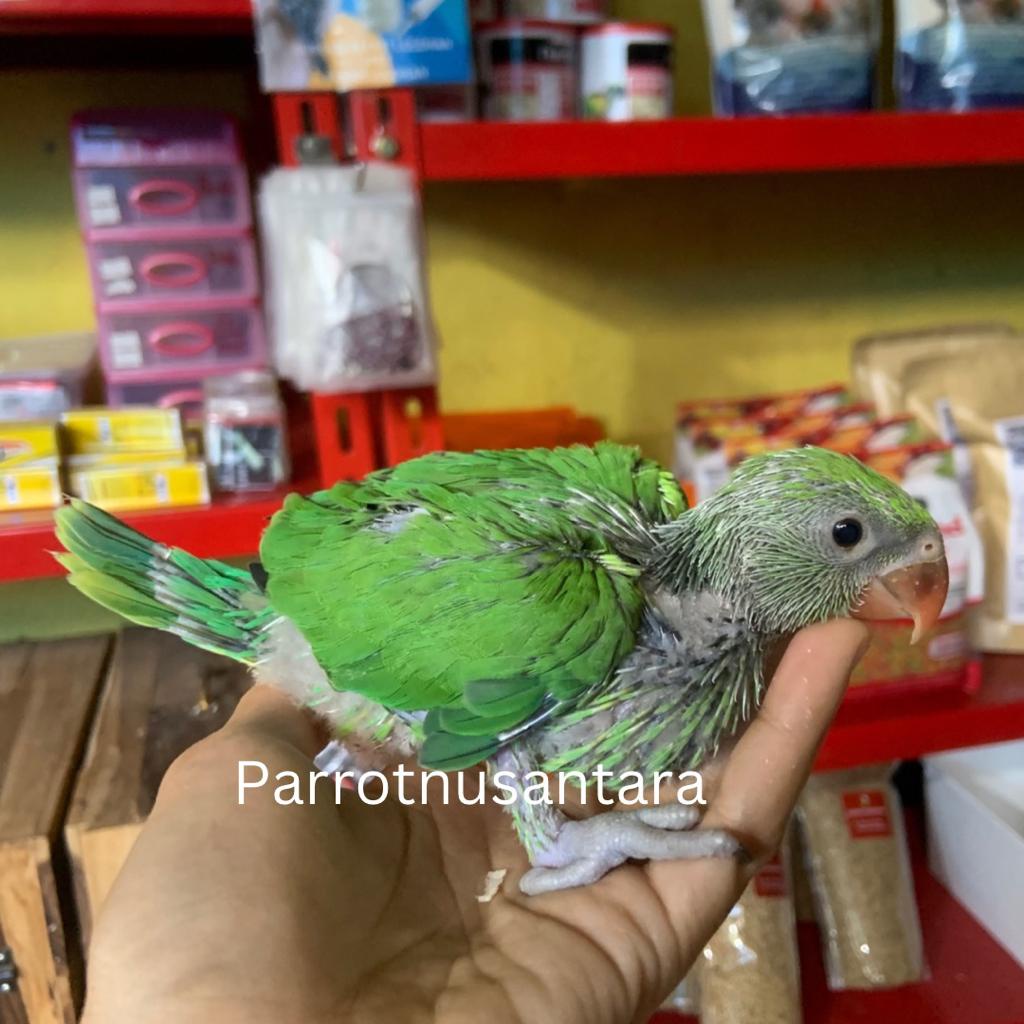 Jual INDIAN RING NECK LUTINO BURUNG PARROT JINAK IRN Shopee