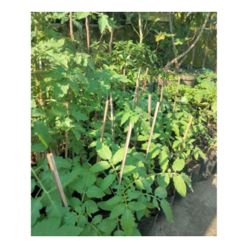 Bibit tanaman tomat merah tomat sayur