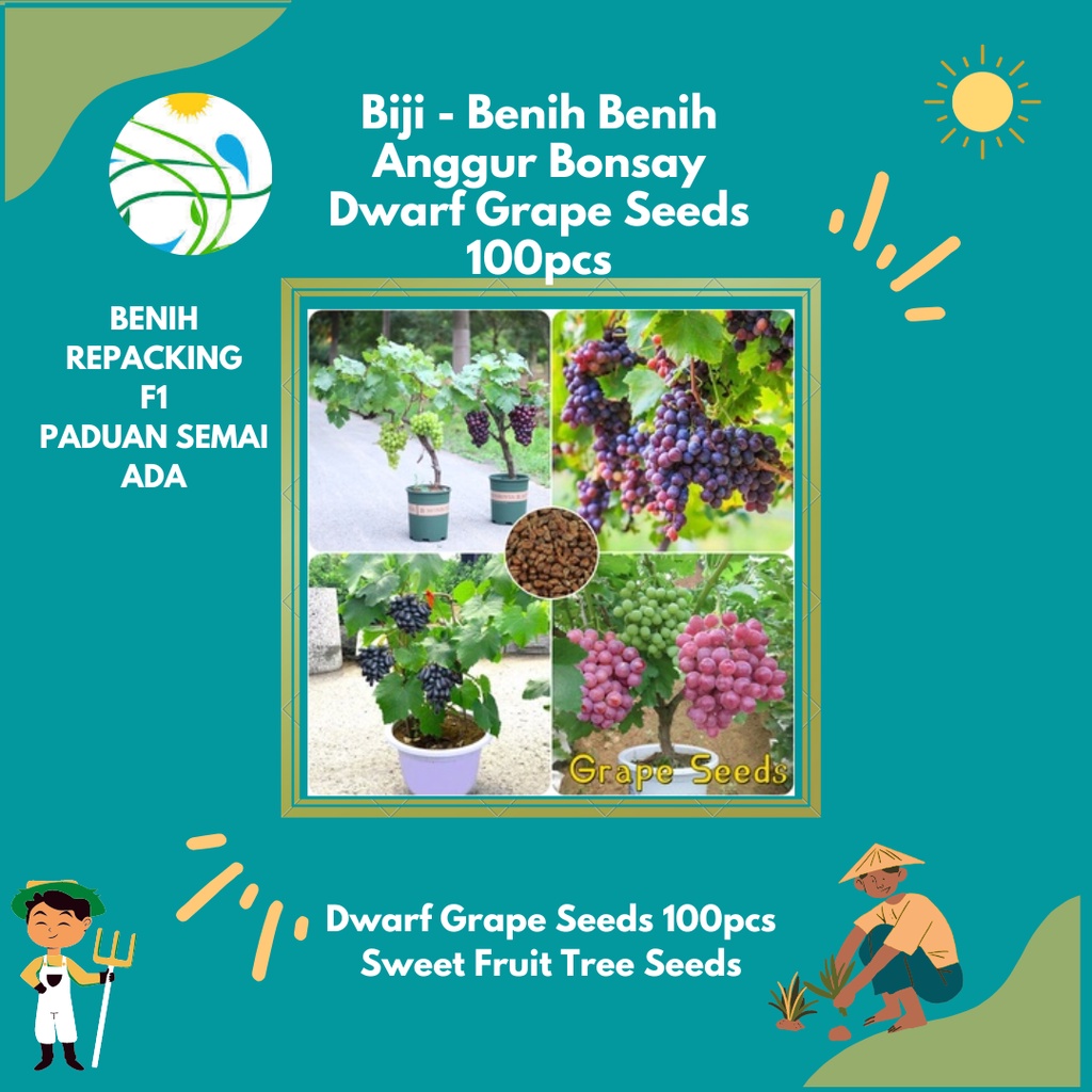 Jual Benih Biji Anggur Bonsay Dwarf Grape Seeds 100pcs Sweet Fruit Tree ...