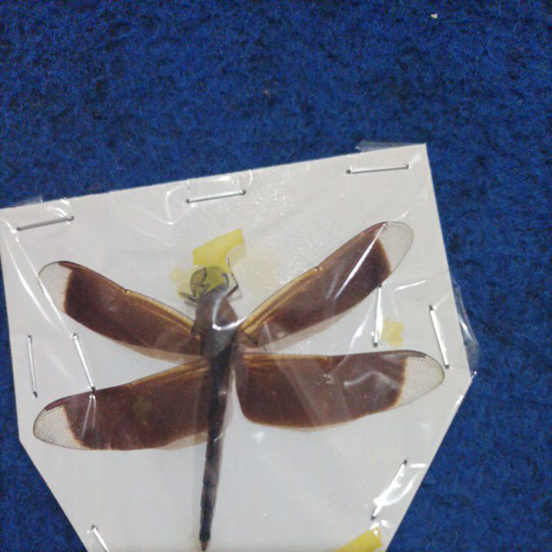 Jual taxydermi awetan capung ordo odonata | Shopee Indonesia