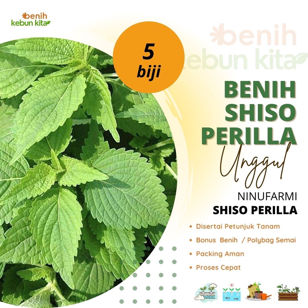 Jual Biji Benih Bibit Daun Shiso Perilla Repack Ninufarm Daun Perilla ...