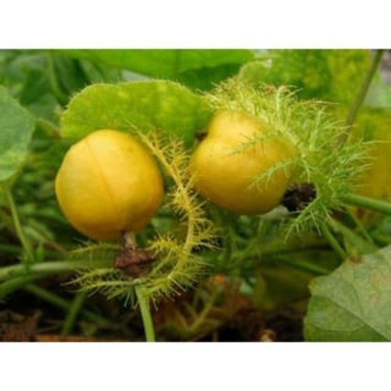 Jual Buah Rambusa, permut herbal | Shopee Indonesia