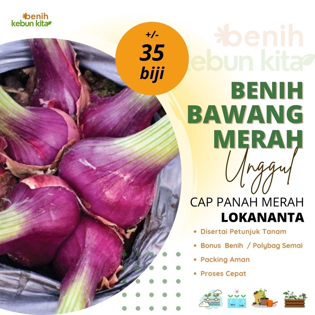 Jual 35 Biji - Benih Bawang Merah LOKANANTA | Shopee Indonesia