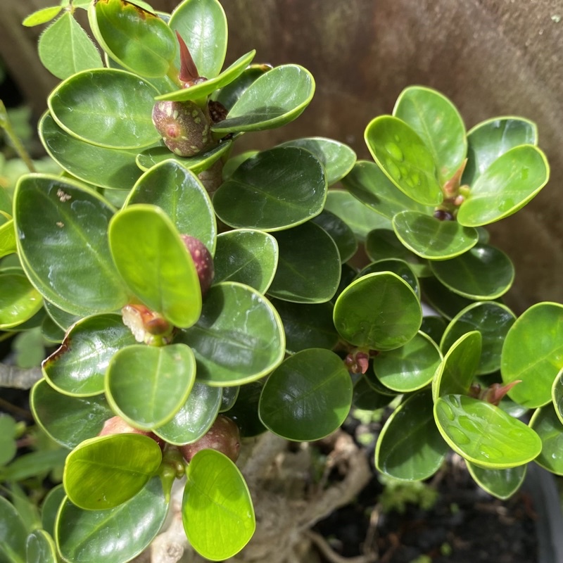 Jual Bahan bonsai dolar mangkok bahan bonsai ficus dolar