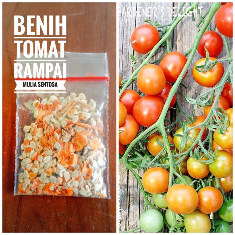 Jual Benih tomat rampai Organik / Biji Tomat rampai | Shopee Indonesia