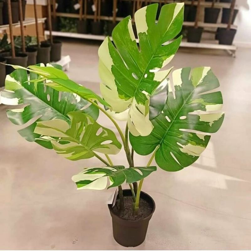 Jual Fejka Monstera ,monstera variegata artifisial ,fejka monstera sale.  Pohon palsu monstera variegata | Shopee Indonesia