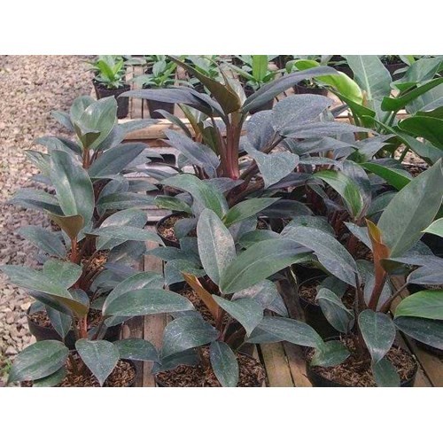 Jual Tanaman Hias Philo Congo merah rimbun | Shopee Indonesia