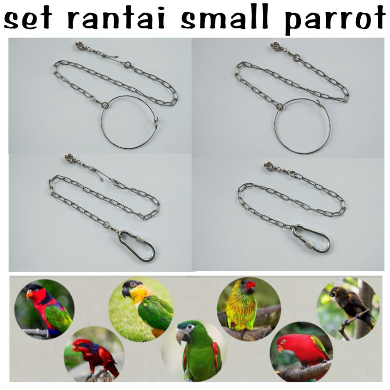 Jual rantai burung nuri kepala hitam nuri tanimbar red lory dan ...