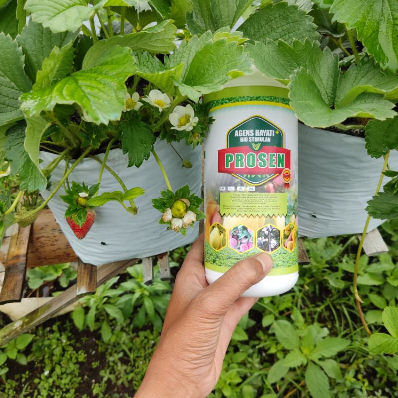 Jual AGEN HAYATI PROSEN 1L | Shopee Indonesia